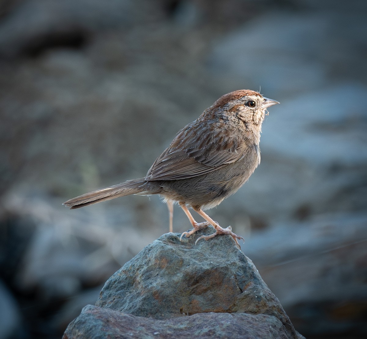 Rufous-crowned Sparrow - ML620929019