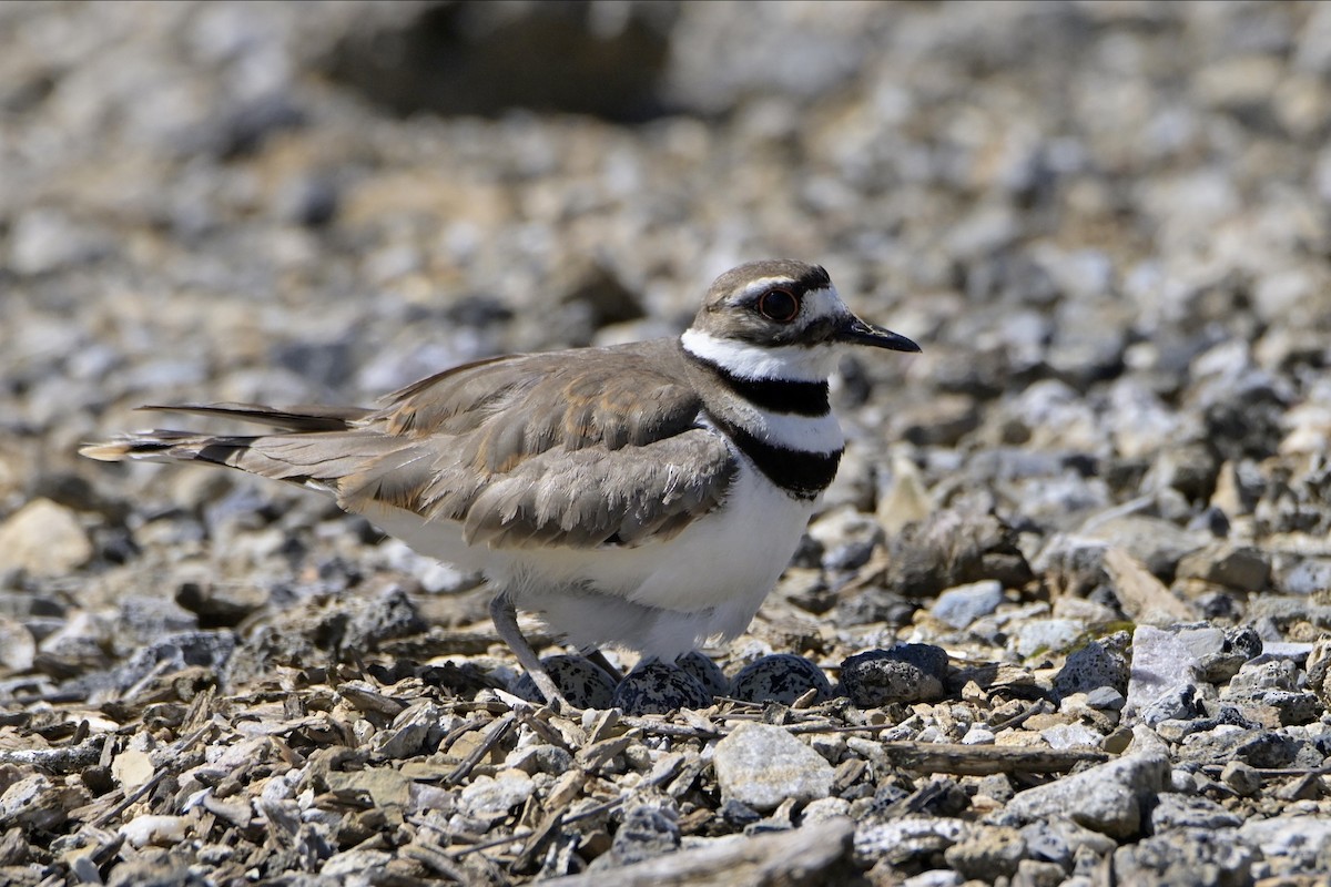 Killdeer - ML620929055