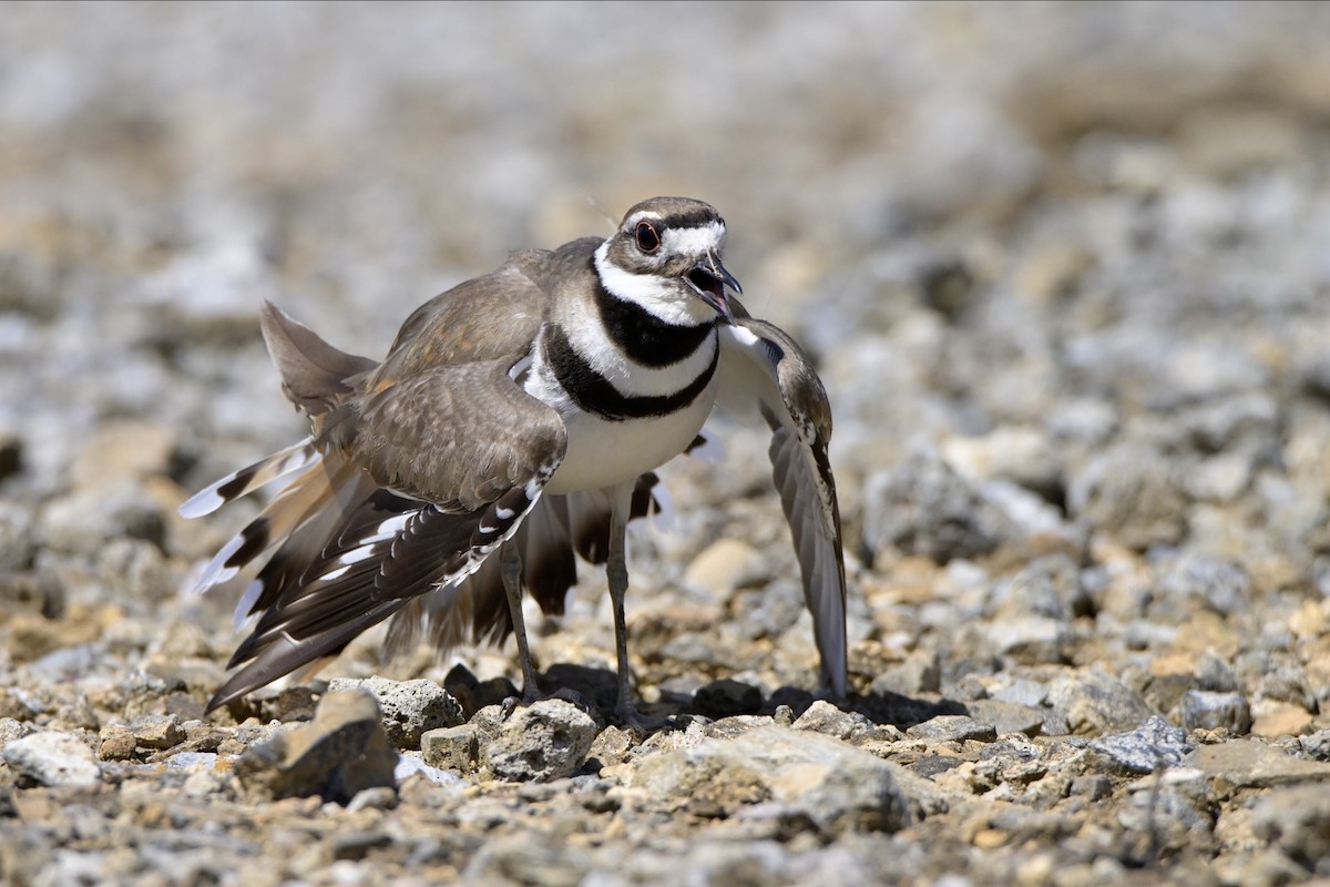 Killdeer - ML620929057