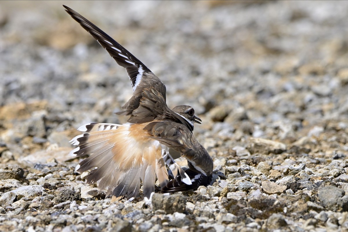 Killdeer - ML620929058