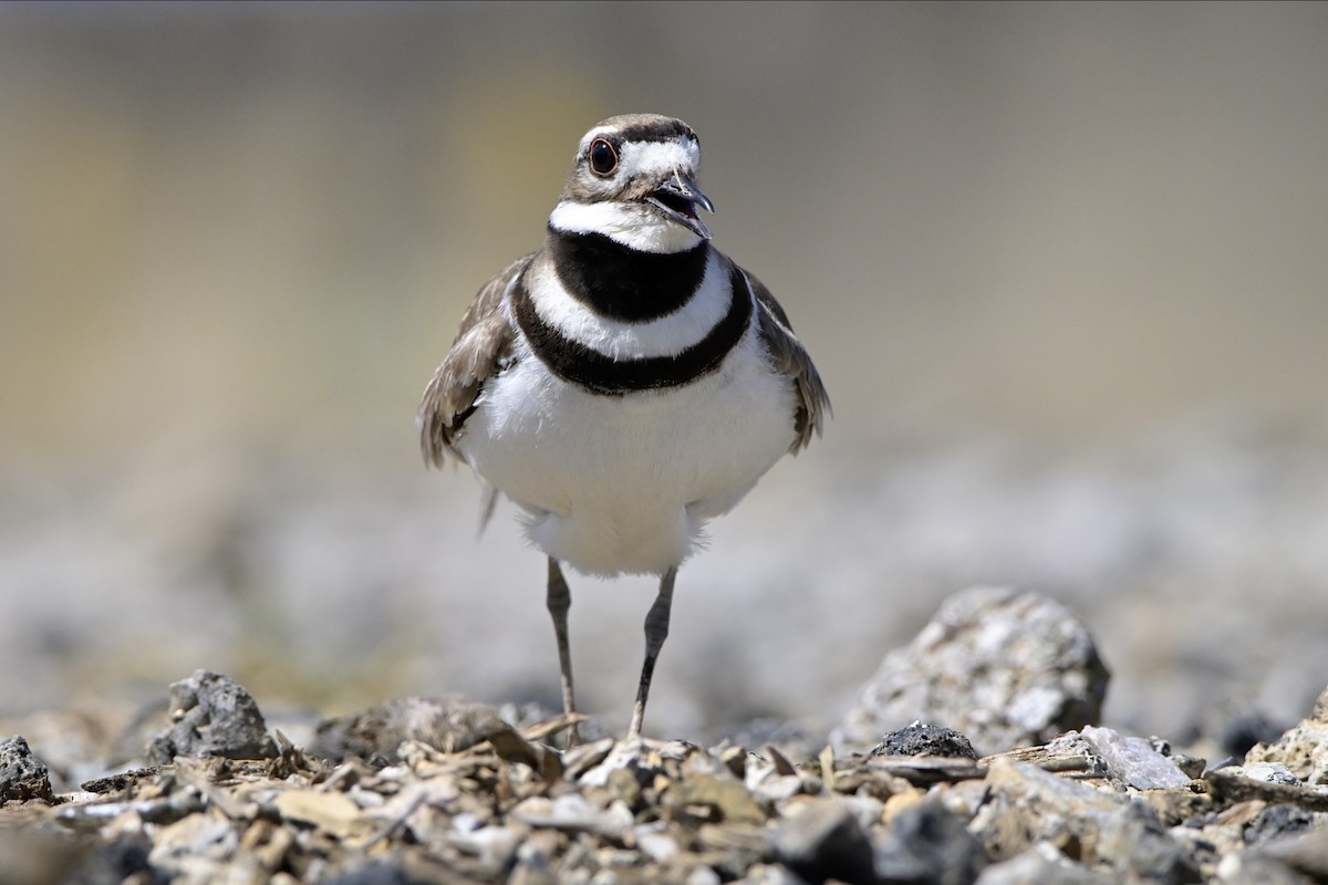 Killdeer - ML620929060