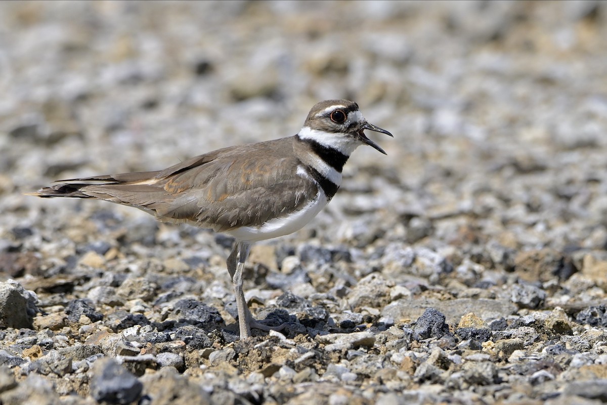 Killdeer - ML620929066