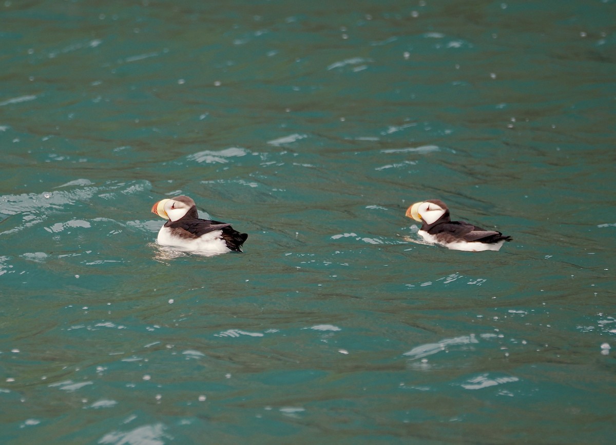 Horned Puffin - ML620929068
