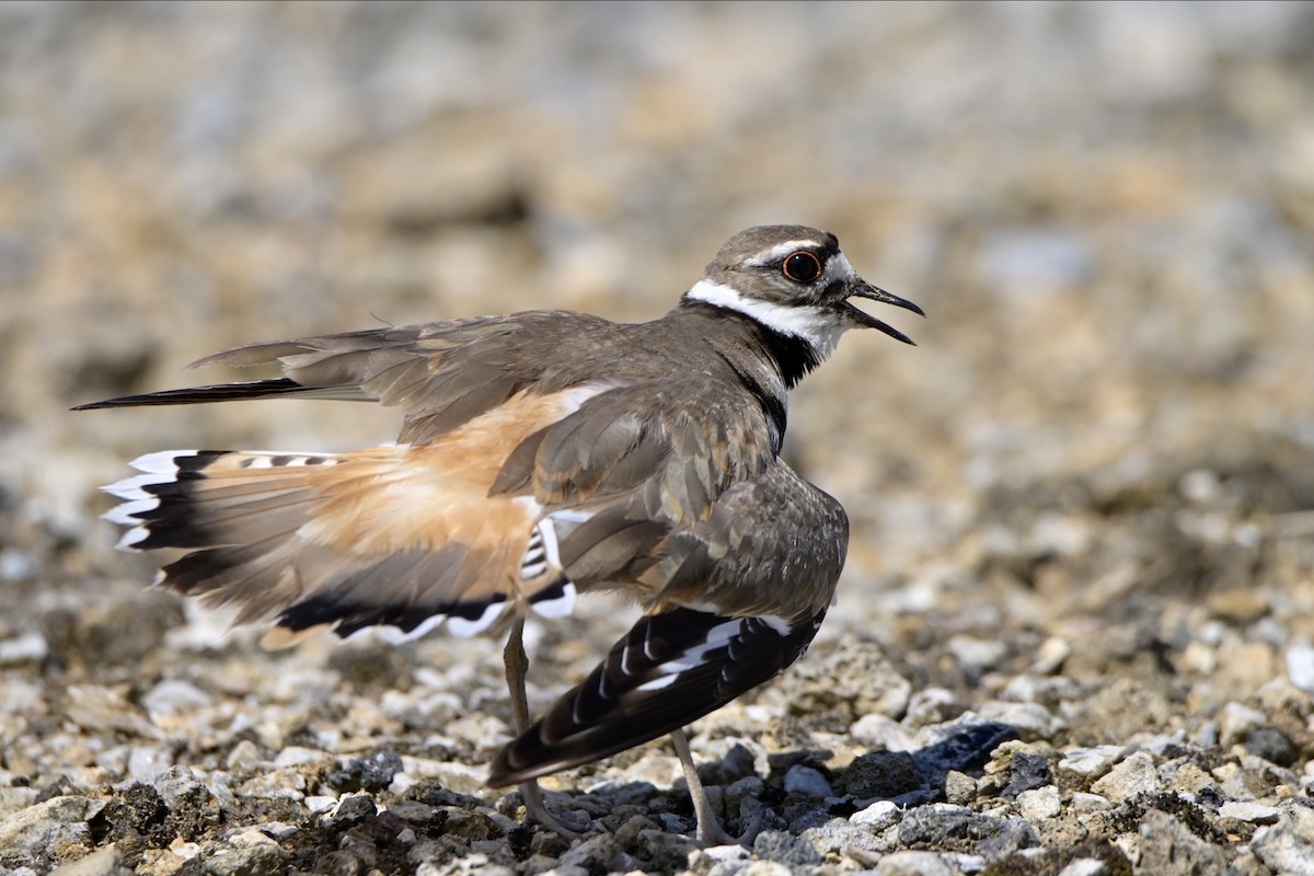 Killdeer - ML620929069