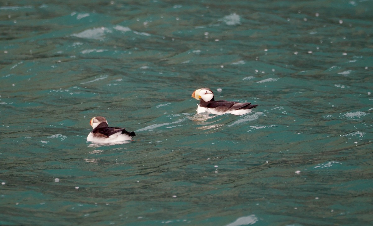 Horned Puffin - ML620929073