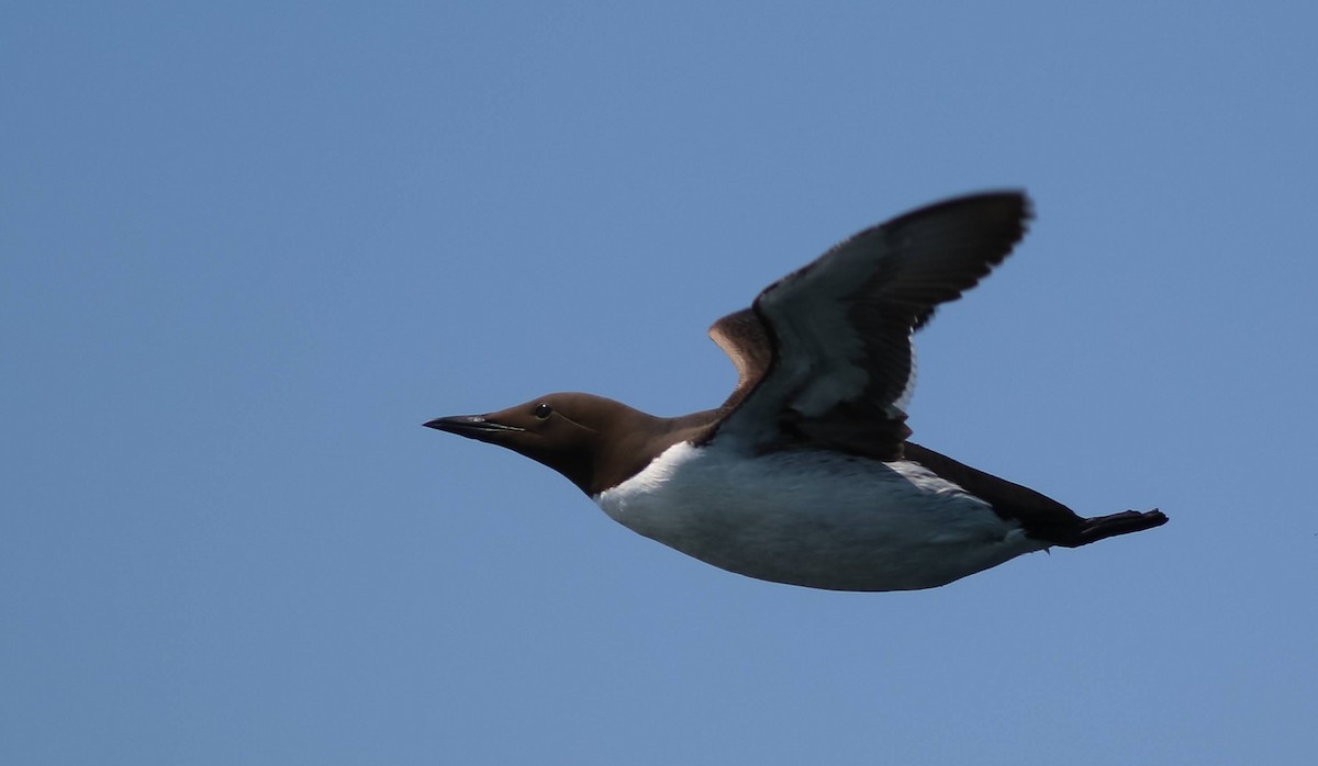 Common Murre - ML620929086