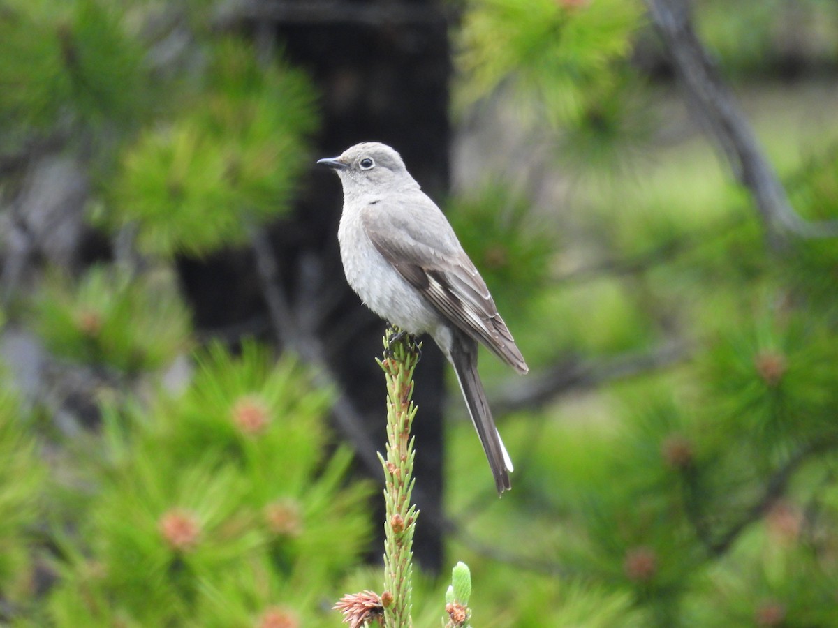 Townsend's Solitaire - ML620929087