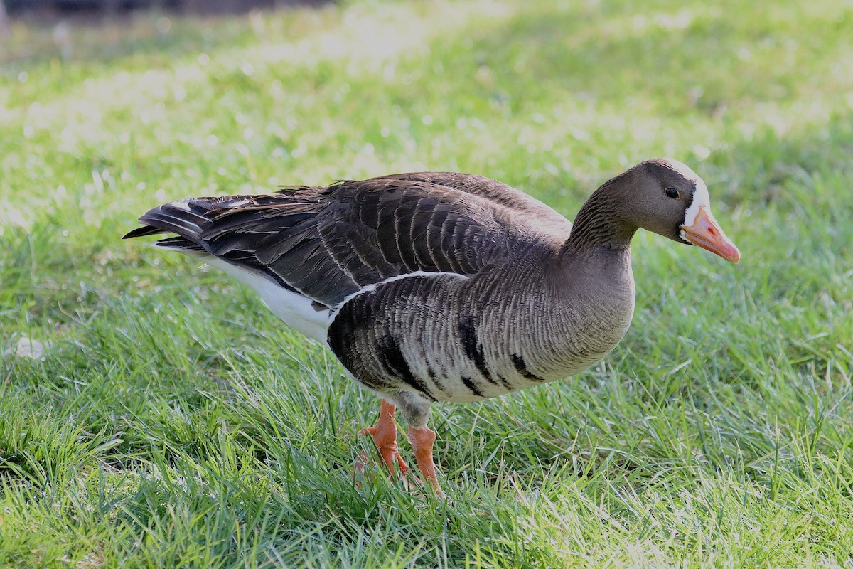 Greater White-fronted Goose - ML620929089