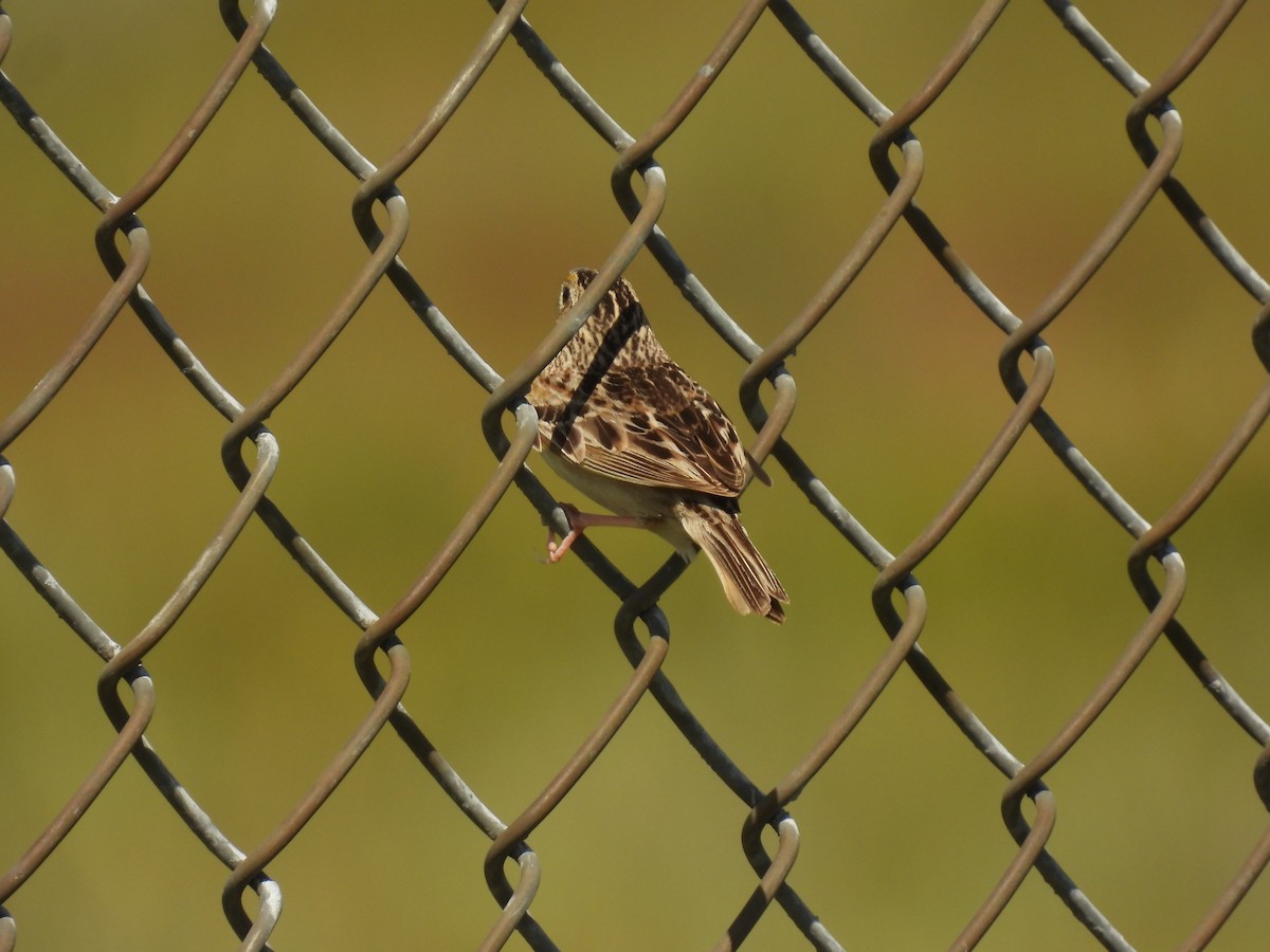 Grasshopper Sparrow - ML620929133