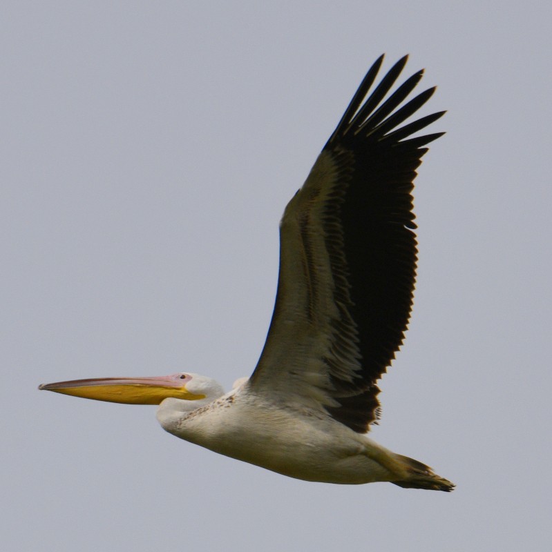 pelikán bílý - ML620929140
