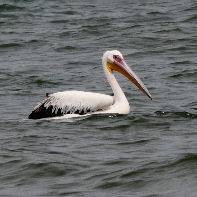 pelikán bílý - ML620929141