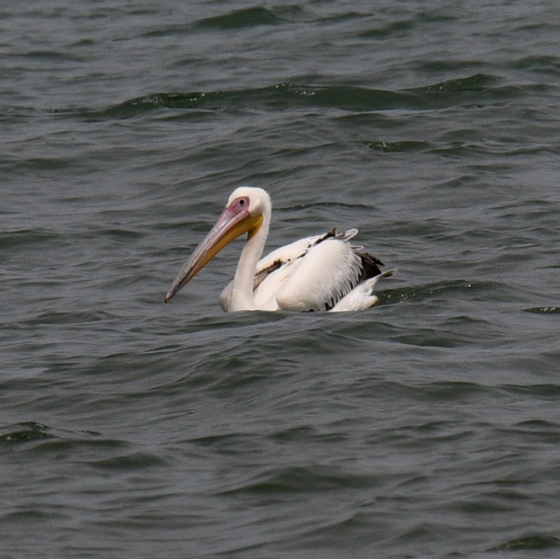 Great White Pelican - Jos Simons