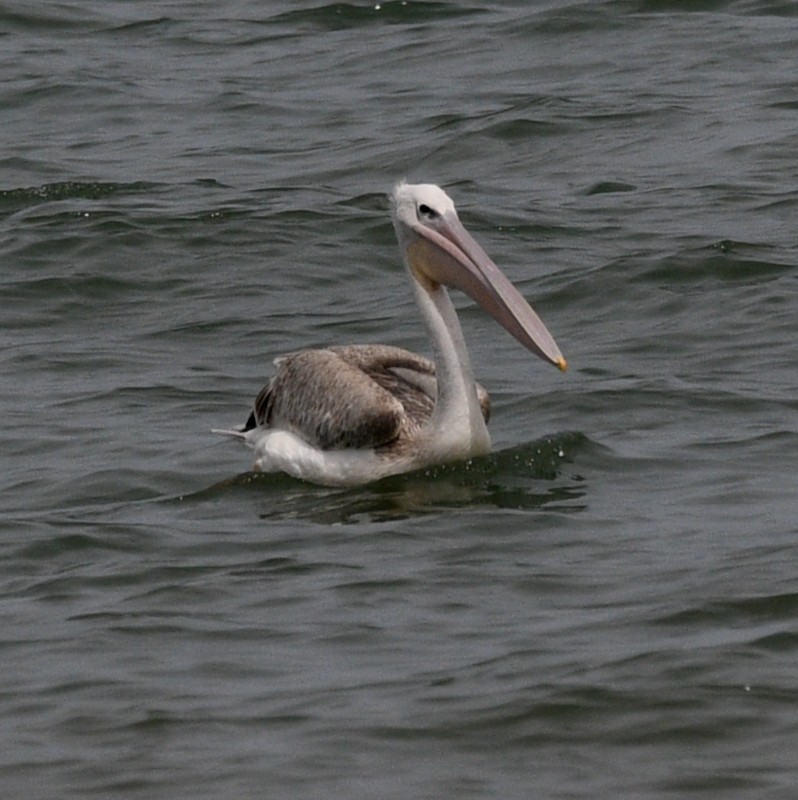 pelikán bílý - ML620929143