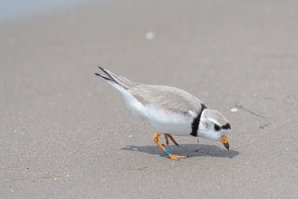 Piping Plover - ML620929149