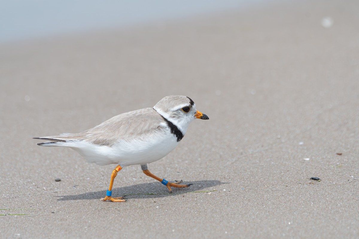 Piping Plover - ML620929150