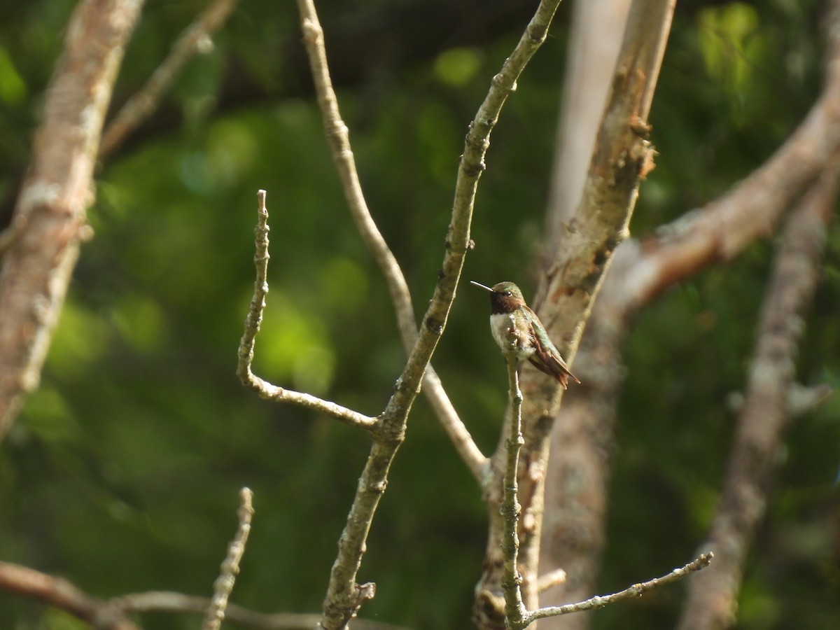 Ruby-throated Hummingbird - ML620929154