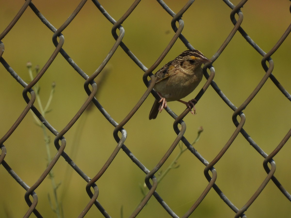 Grasshopper Sparrow - ML620929174