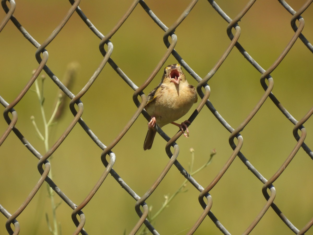 Grasshopper Sparrow - John McKay