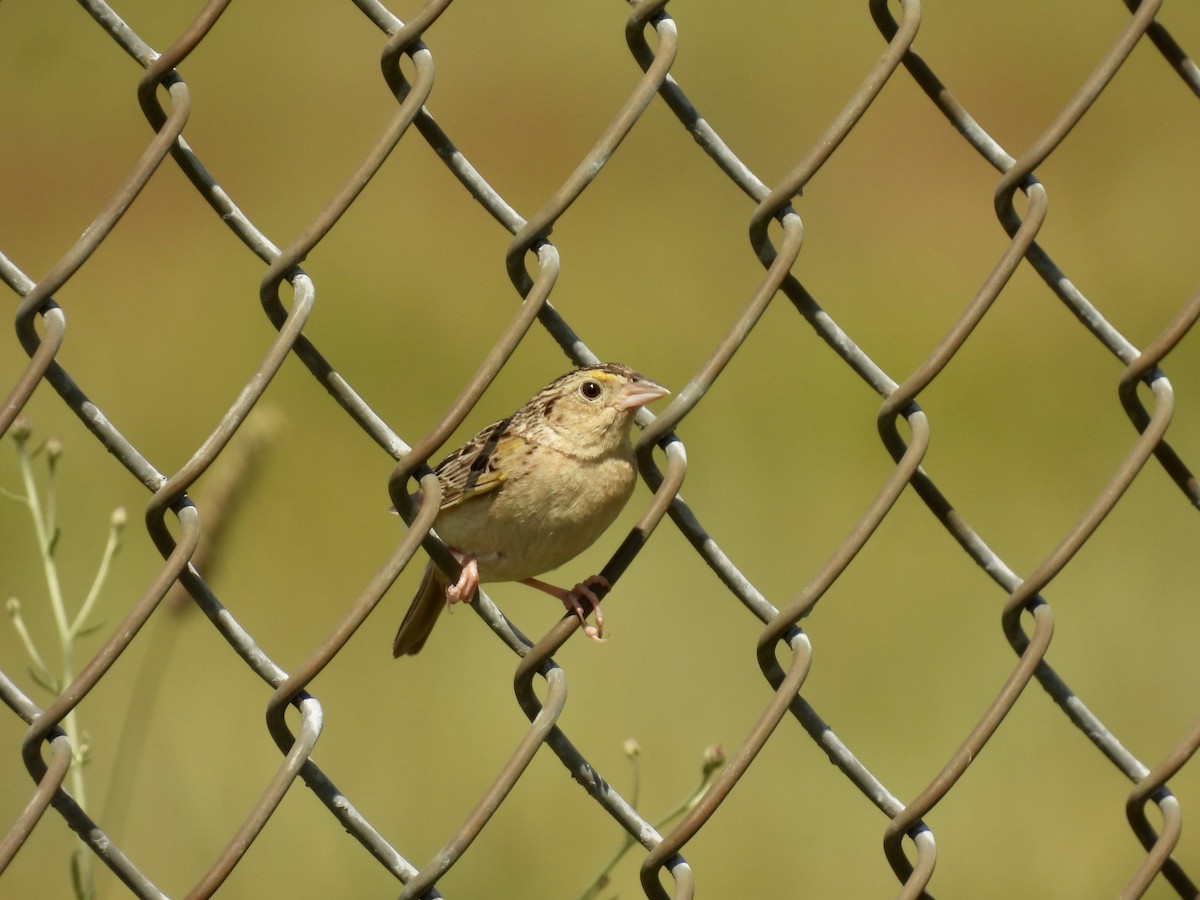 Grasshopper Sparrow - ML620929180