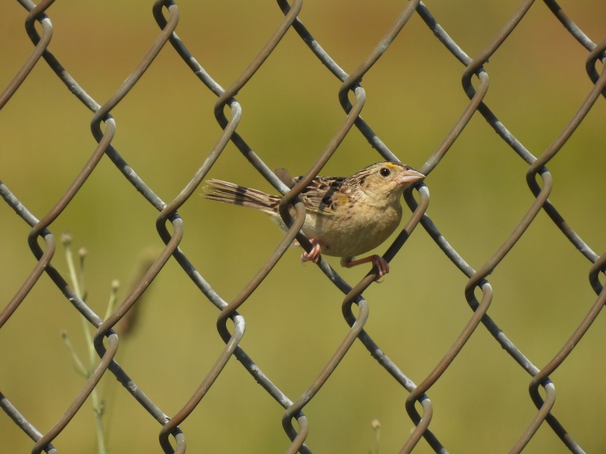 Grasshopper Sparrow - ML620929181