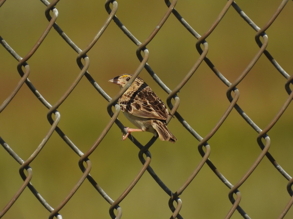 Grasshopper Sparrow - ML620929183