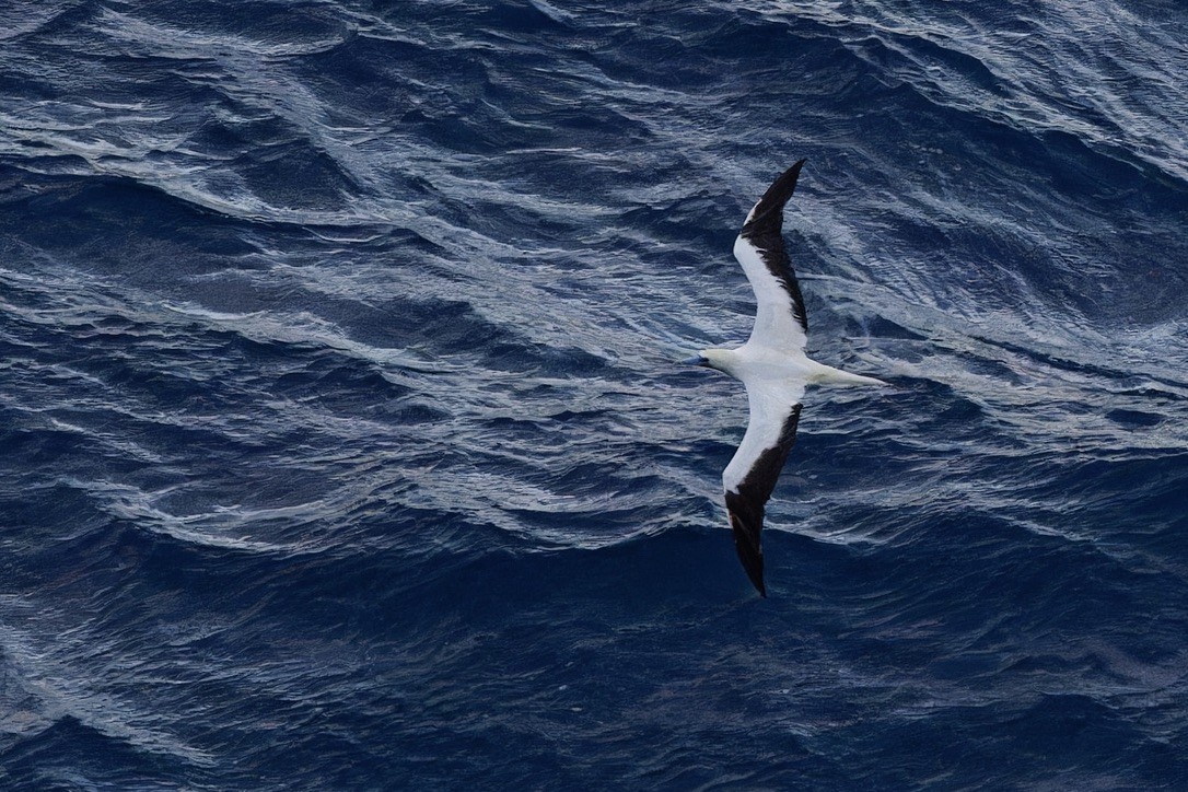 Red-footed Booby - ML620929245