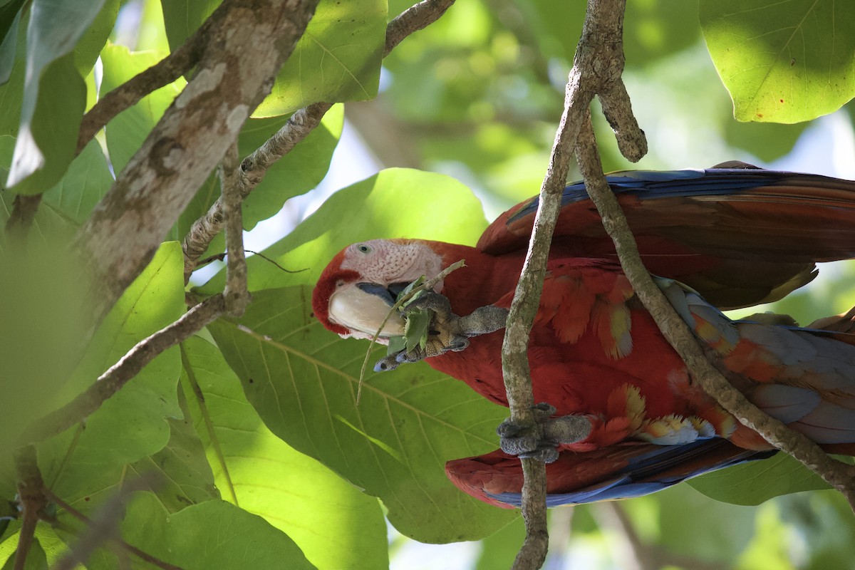 Scarlet Macaw - ML620929246