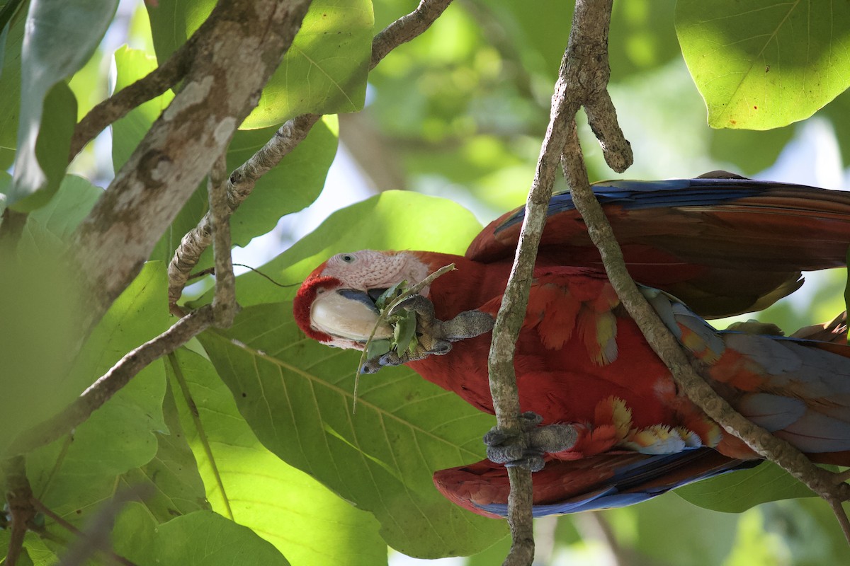 Scarlet Macaw - ML620929247