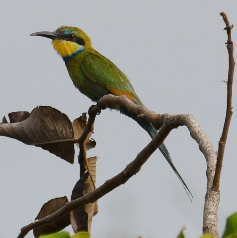 Swallow-tailed Bee-eater - ML620929258