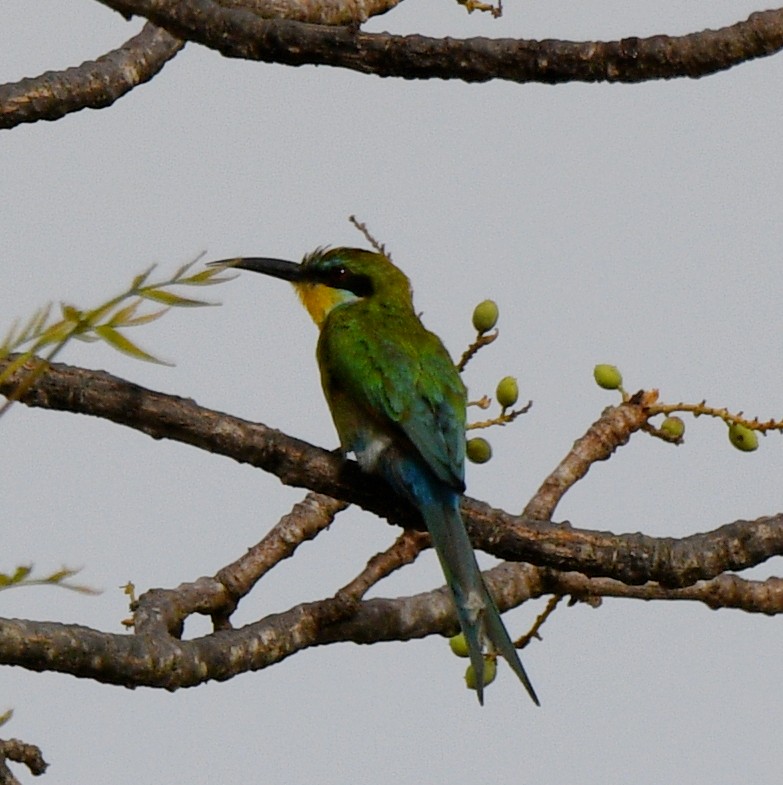 Swallow-tailed Bee-eater - ML620929259