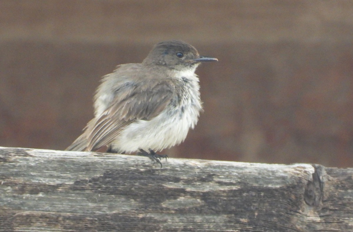 Eastern Phoebe - ML620929265