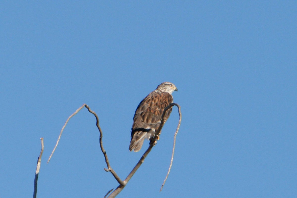 Ferruginous Hawk - ML620929276