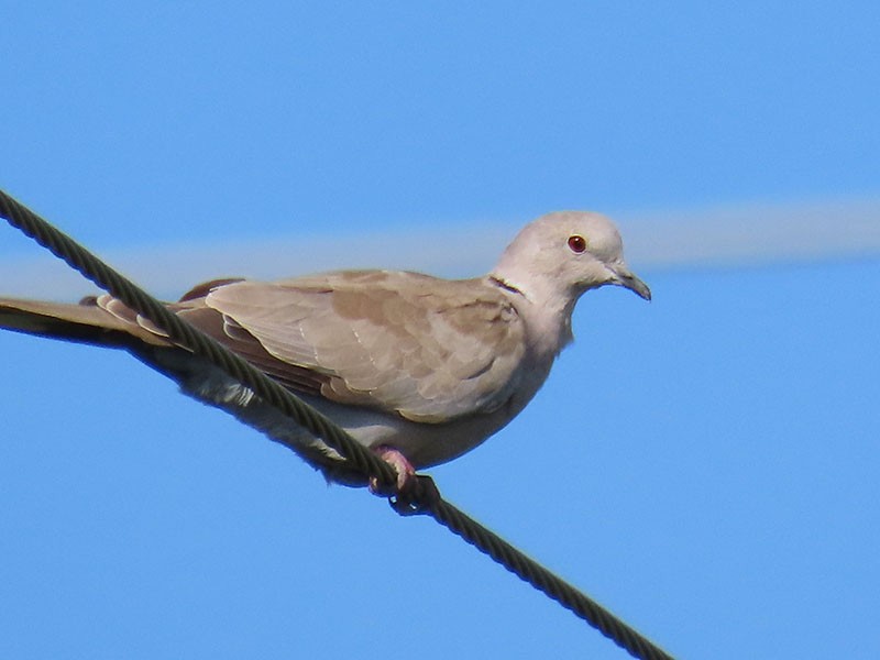 Eurasian Collared-Dove - ML620929283