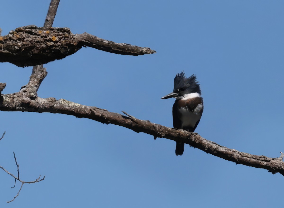 Belted Kingfisher - ML620929298