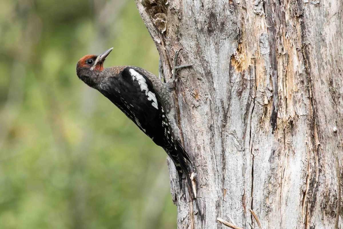 Red-breasted Sapsucker - ML620929301