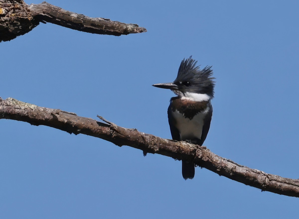 Belted Kingfisher - ML620929305