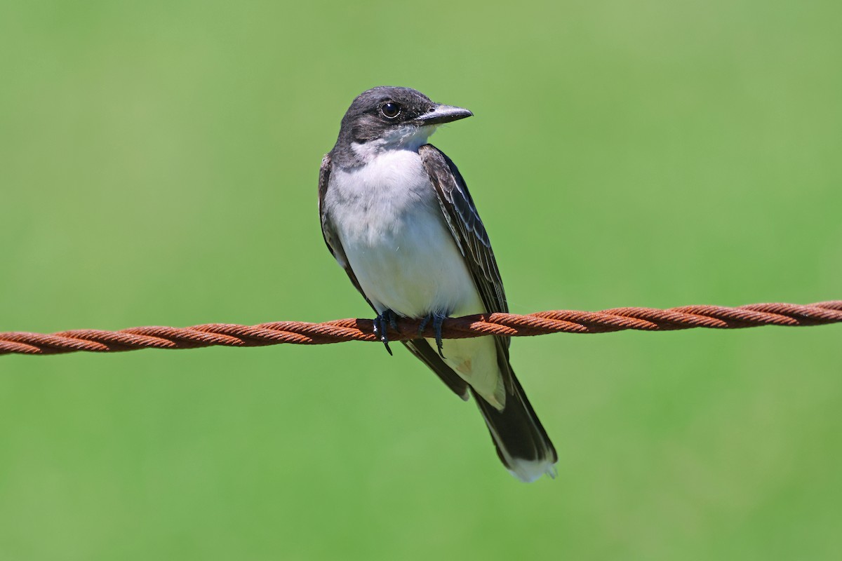 Eastern Kingbird - ML620929312