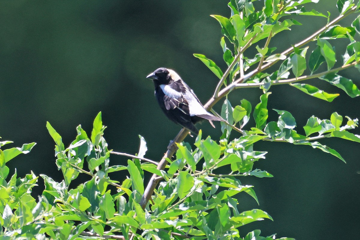 Bobolink - ML620929319