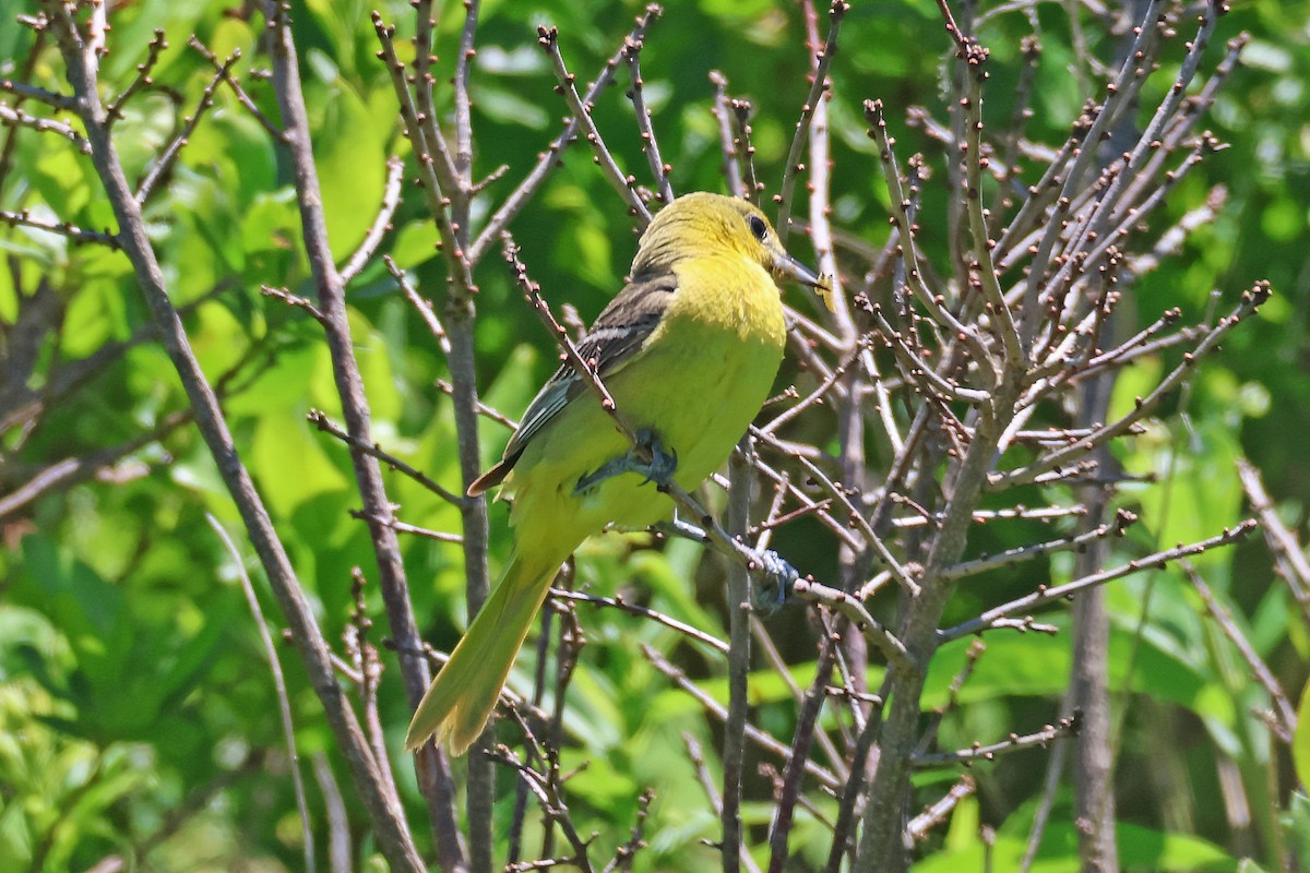 Orchard Oriole - Bill McNee