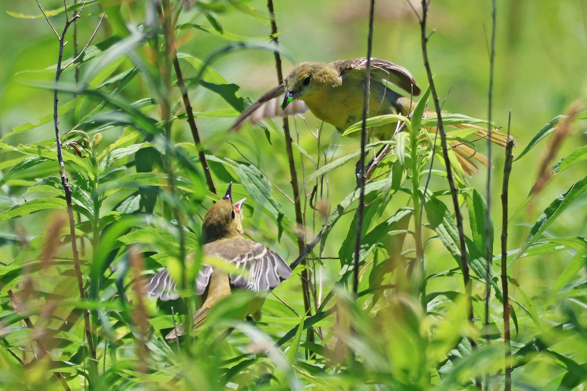 Oriole des vergers - ML620929335