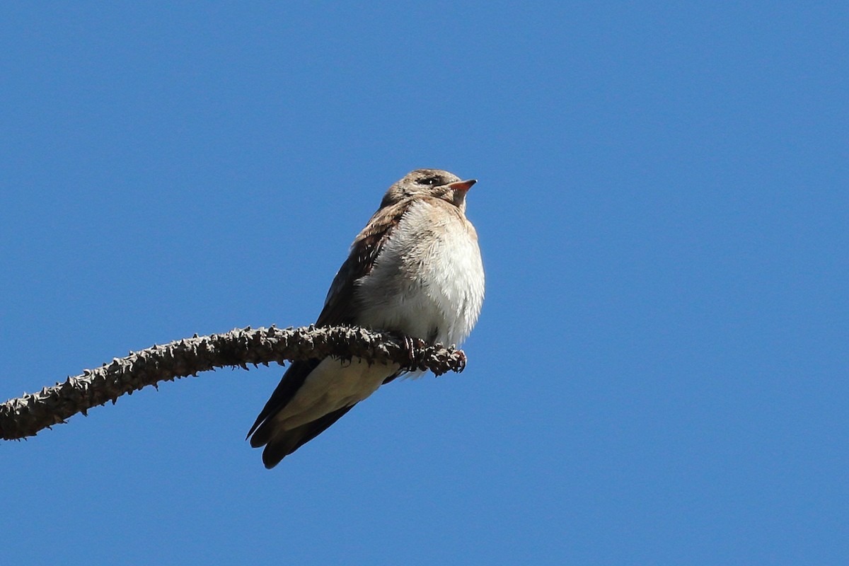 Northern Rough-winged Swallow - ML620929349