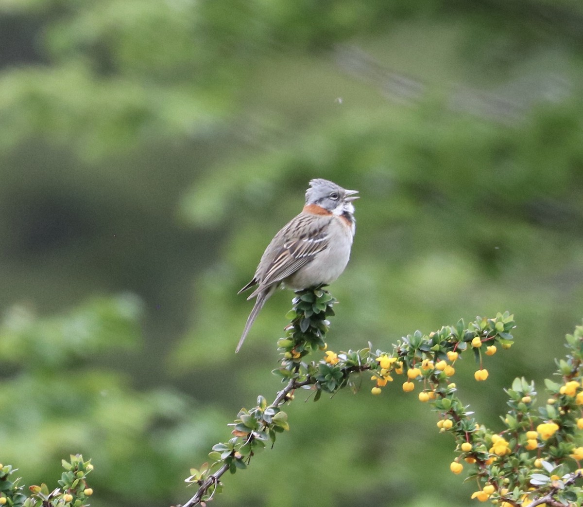 Rufous-collared Sparrow - ML620929371
