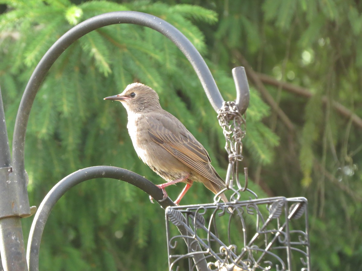 European Starling - ML620929375