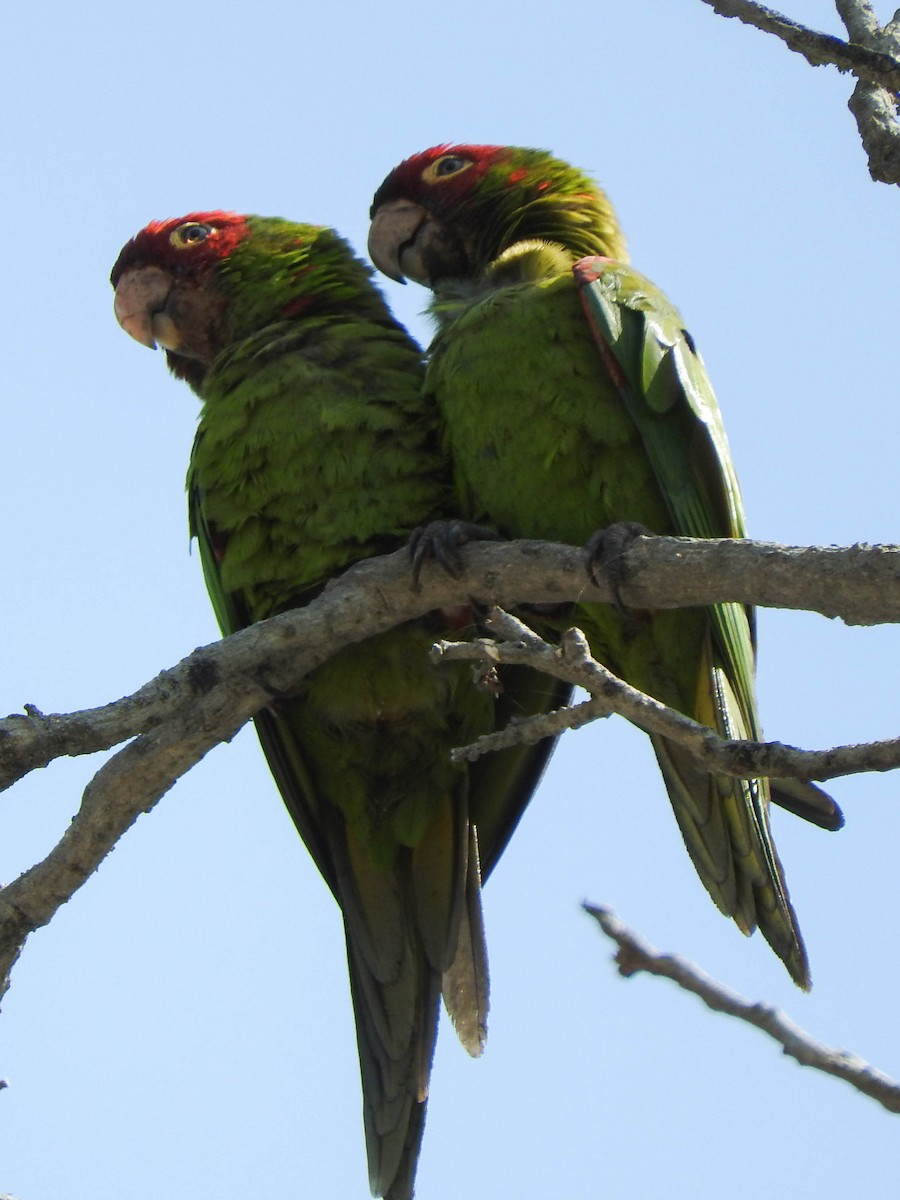 Guayaquil Papağanı - ML620929384
