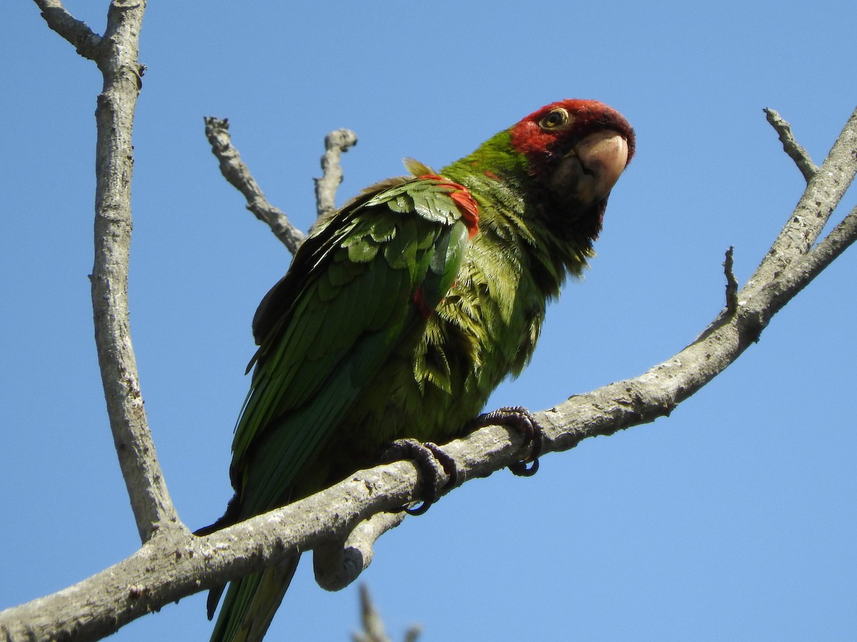 Guayaquil Papağanı - ML620929388