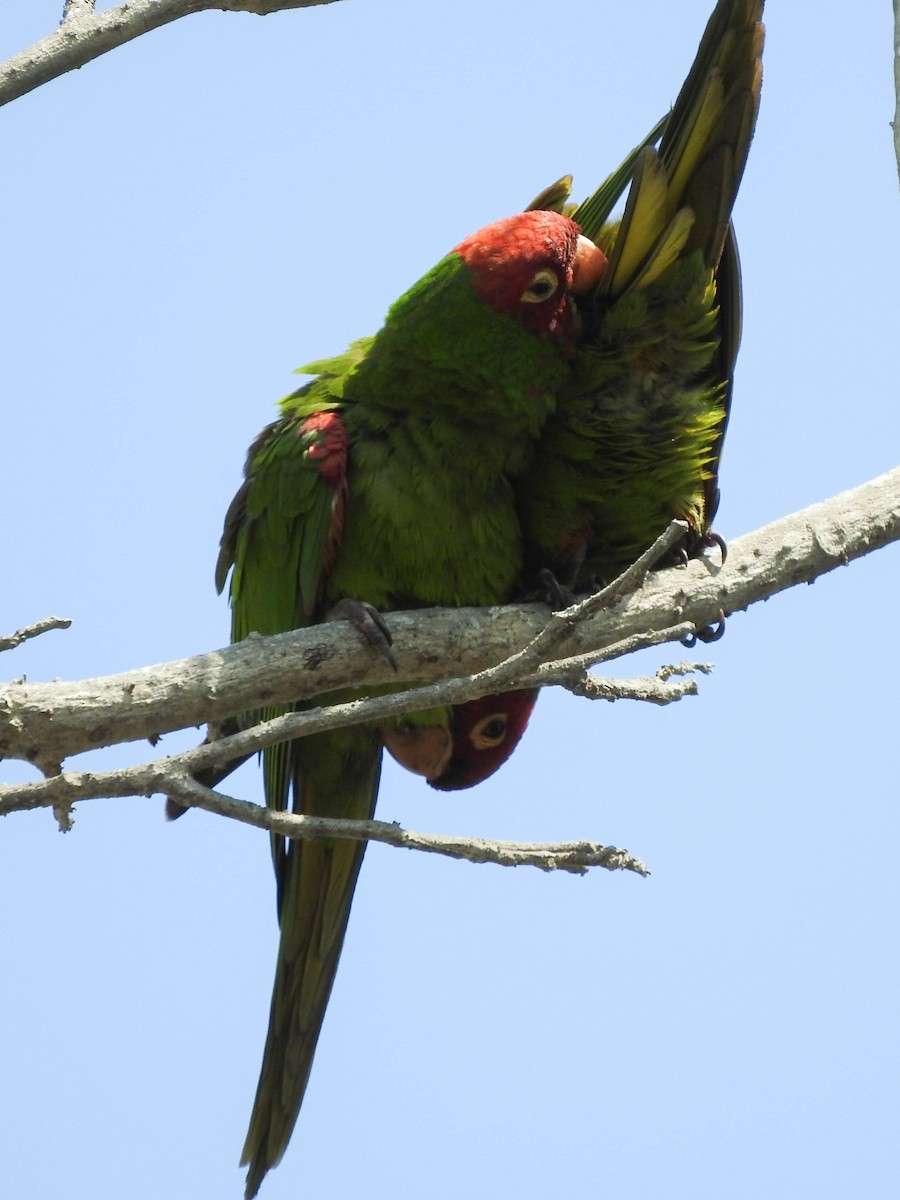 Guayaquil Papağanı - ML620929393