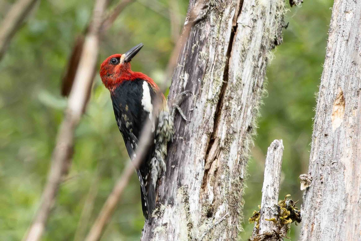 Red-breasted Sapsucker - ML620929407