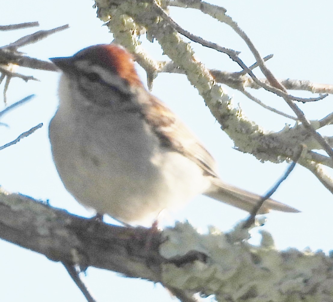 Chipping Sparrow - ML620929418