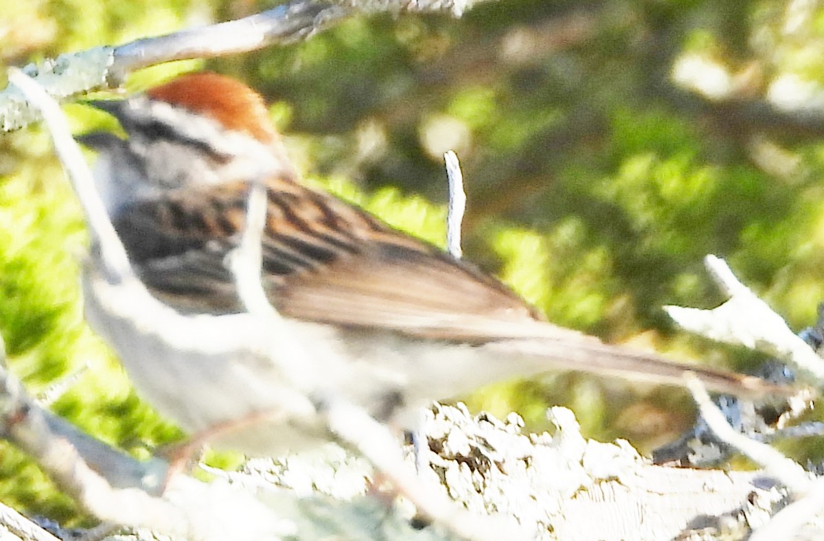 Chipping Sparrow - ML620929419