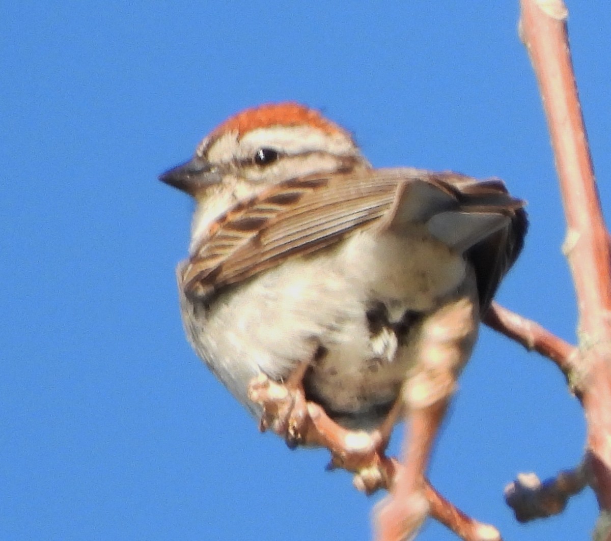 Chipping Sparrow - ML620929420